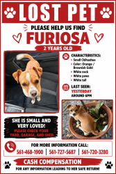 Reunited Female Dog last seen Nearest gateway st & seacrest blvd, Boynton Beach, FL 33435
