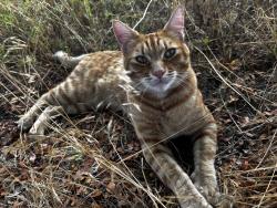 Found/Stray Male Cat last seen N Sullivan, Spokane Valley, WA 99216
