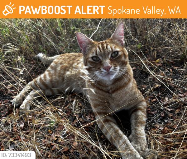 Found/Stray Male Cat last seen N Sullivan, Spokane Valley, WA 99216