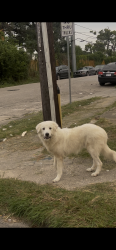 Found/Stray Unknown Dog last seen Seen by better tires and automotives, Houston, TX 77093