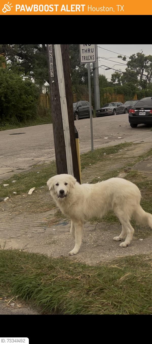 Found/Stray Unknown Dog last seen Seen by better tires and automotives, Houston, TX 77093