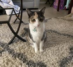 Lost Female Cat last seen Home, Cape Coral, FL 33914