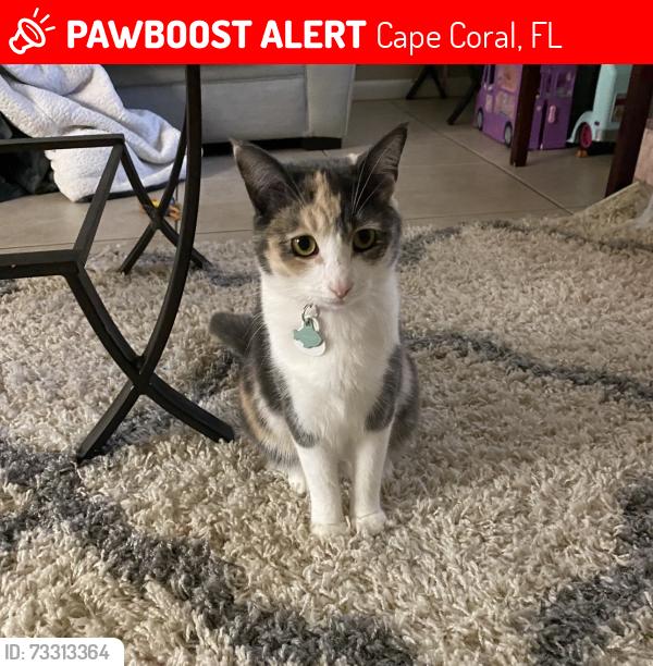 Lost Female Cat last seen Home, Cape Coral, FL 33914