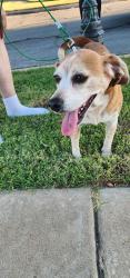 Reunited Male Dog last seen Crystal Creek, Tulsa, OK 74134