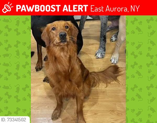 Lost Female Dog last seen Libera Rd - Two Rod Road Marilla, NY, East Aurora, NY 14052