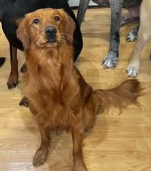Lost Female Dog last seen Libera Rd - Two Rod Road Marilla, NY, East Aurora, NY 14052
