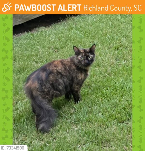 Found/Stray Unknown Cat last seen Spring Hill Area of Chapin, Richland County, SC 29036