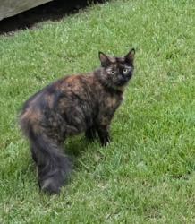 Found/Stray Unknown Cat last seen Spring Hill Area of Chapin, Richland County, SC 29036