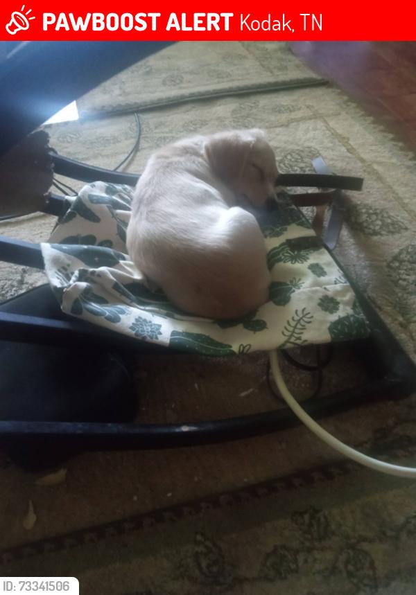 Lost Female Dog last seen douglas dam rd and roberts rd, Kodak, TN 37764