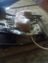 Lost Female Dog last seen douglas dam rd and roberts rd, Kodak, TN 37764