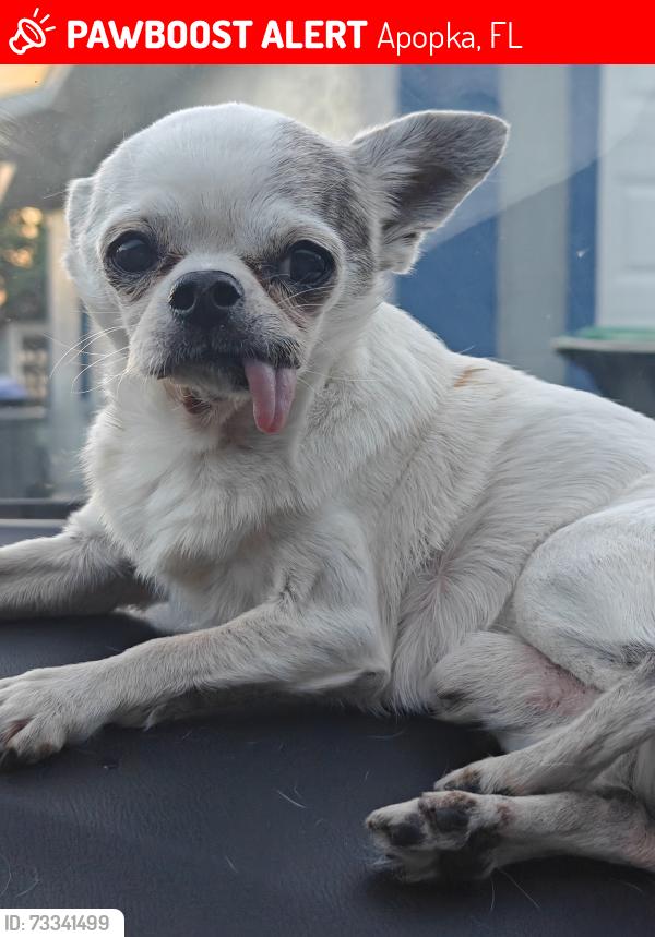Lost Male Dog last seen hermit Smith road, Apopka, FL 32712