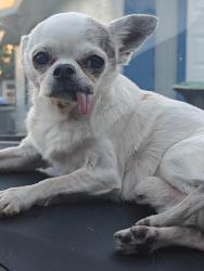 Lost Male Dog last seen hermit Smith road, Apopka, FL 32712