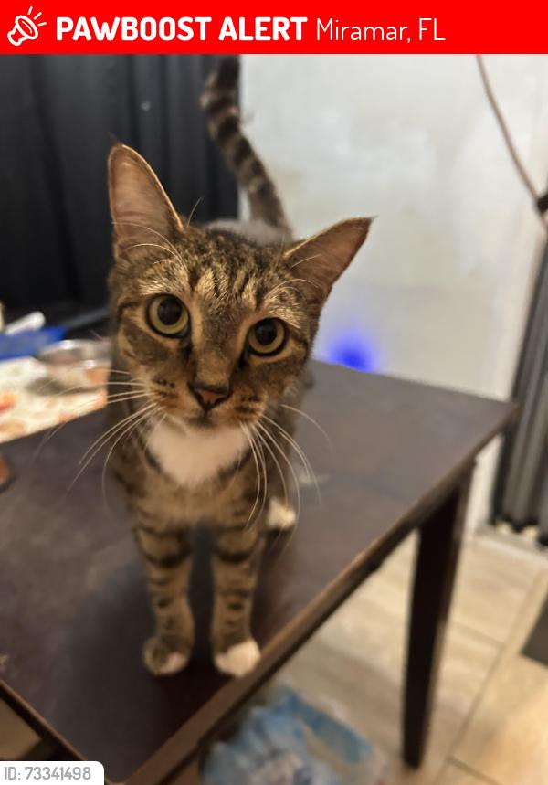 Lost Female Cat last seen Tarpon Drive and Nassau Drive, Miramar, FL 33023