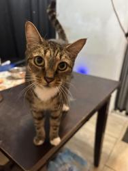 Lost Female Cat last seen Tarpon Drive and Nassau Drive, Miramar, FL 33023