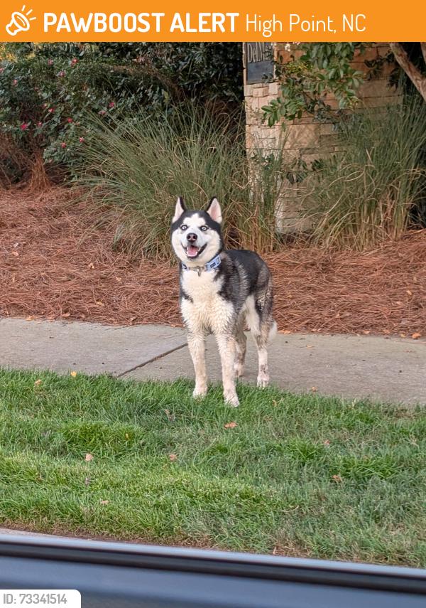 Found/Stray Unknown Dog last seen Near Del Mar in High Point Nc seen leaving the neighborhood, High Point, NC 27262
