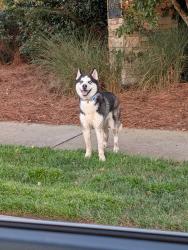 Found/Stray Unknown Dog last seen Near Del Mar in High Point Nc seen leaving the neighborhood, High Point, NC 27262