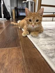 Found/Stray Female Cat last seen Weber rd & Summit st, Columbus, OH 43202