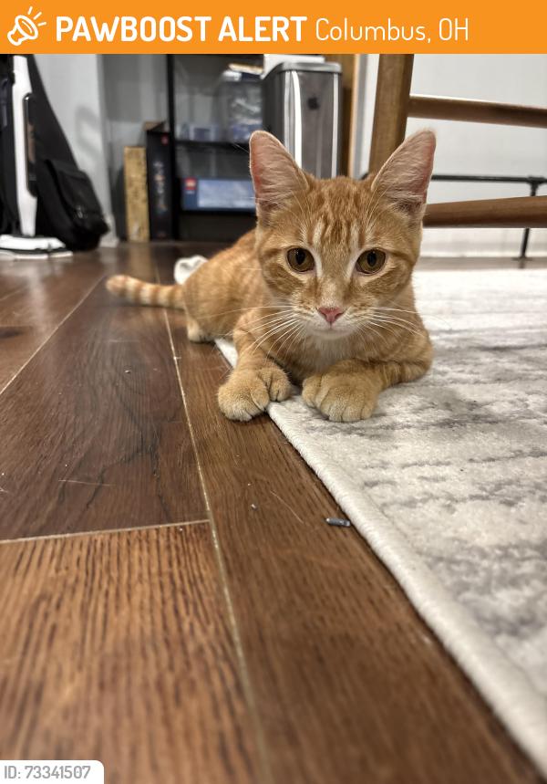 Found/Stray Female Cat last seen Weber rd & Summit st, Columbus, OH 43202