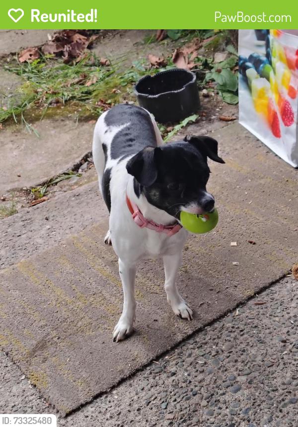 Reunited Female Dog last seen Near 17th St SE, Auburn, WA, Auburn, WA 98002