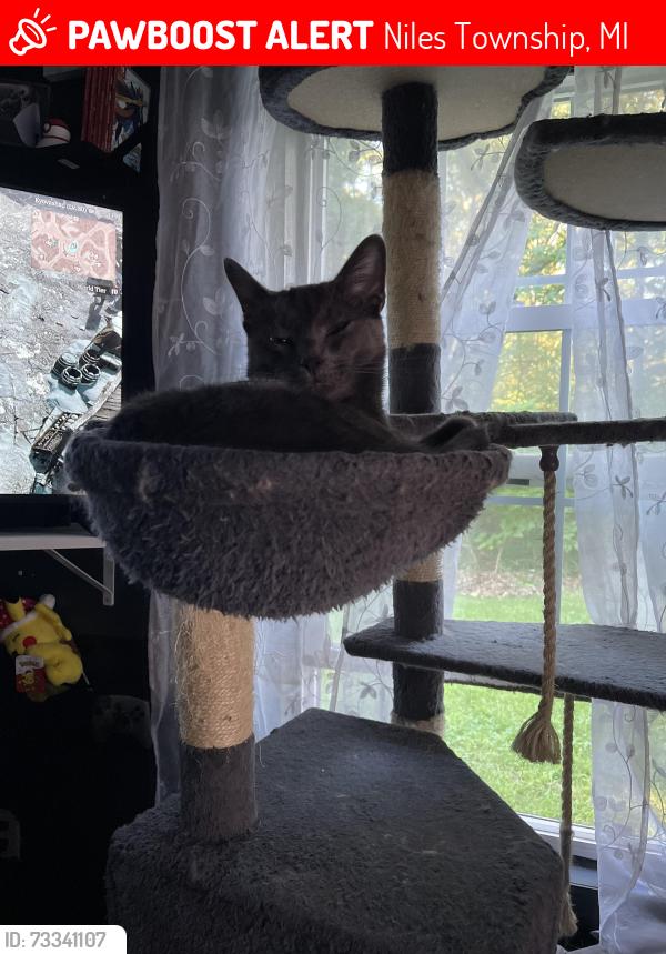Lost Male Cat last seen S 15th St and Bell Rd, Niles Township, MI 49120