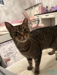 Lost Male Cat last seen Near Hadden twp, Cherry Hill Township, NJ 08002