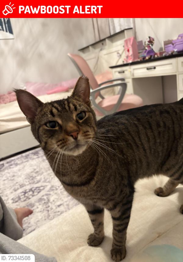 Lost Male Cat last seen Near Hadden twp, Cherry Hill Township, NJ 08002