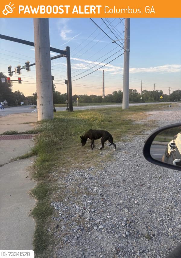 Found/Stray Female Dog last seen Talbotton Road / 12th Avenue, Columbus, GA 31904