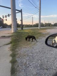 Found/Stray Female Dog last seen Talbotton Road / 12th Avenue, Columbus, GA 31904