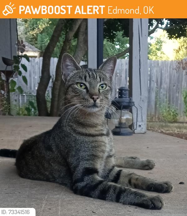Found/Stray Female Cat last seen Richard Dr and Pebble Creek Blvd, Edmond, OK 73003