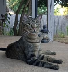Found/Stray Female Cat last seen Richard Dr and Pebble Creek Blvd, Edmond, OK 73003