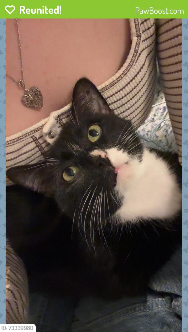 Reunited Female Cat last seen Woodland dr, Schaumburg, IL 60173