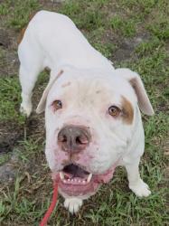 Shelter Stray Male Dog last seen Near BLOCK SW 44 ST, DAVIE FL 33330, 2400 SW 42nd St, Fort Lauderdale, FL 33312, USA