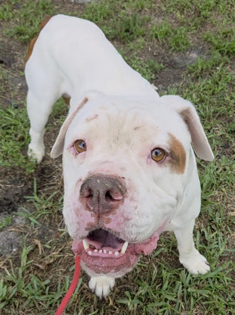 Shelter Stray Male Dog last seen Near BLOCK SW 44 ST, DAVIE FL 33330, 2400 SW 42nd St, Fort Lauderdale, FL 33312, USA
