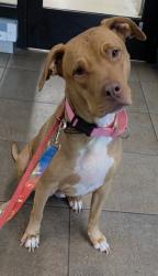 Shelter Stray Female Dog last seen Near BLOCK SILVERADO, N LAUDERDALE FL 33068, 2400 SW 42nd St, Fort Lauderdale, FL 33312, USA
