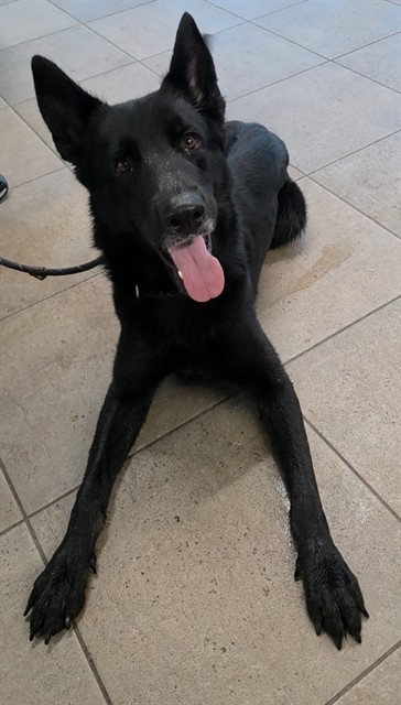 Shelter Stray Male Dog last seen Near BLOCK NW 9 AV, WILTON MANORS FL 33311, 2400 SW 42nd St, Fort Lauderdale, FL 33312, USA