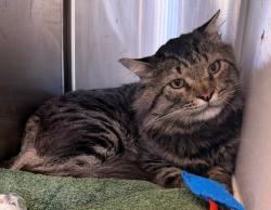 Shelter Stray Unknown Cat last seen 103RD AND YORK ST, 12155 Park Blvd, Brighton, CO 80601, USA