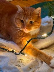 Lost Male Cat last seen On our street, Bernardsville, NJ 07924