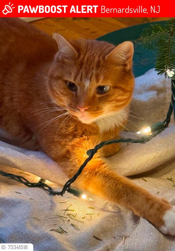 Lost Male Cat last seen On our street, Bernardsville, NJ 07924