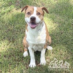 Shelter Stray Female Dog last seen E PELTASON DR/CAMPUS DR, 92616, 6443 Oak Canyon, Irvine, CA 92618, USA