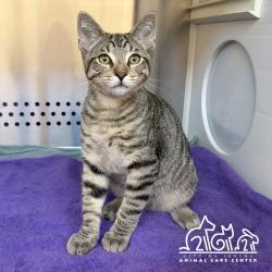 Shelter Stray Male Cat last seen IRVINE BLVD/SAND CANYON AVE, 92620, 6443 Oak Canyon, Irvine, CA 92618, USA