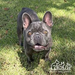 Shelter Stray Male Dog last seen BARRANCA PKWY/HARVARD AVE, 6443 Oak Canyon, Irvine, CA 92618, USA