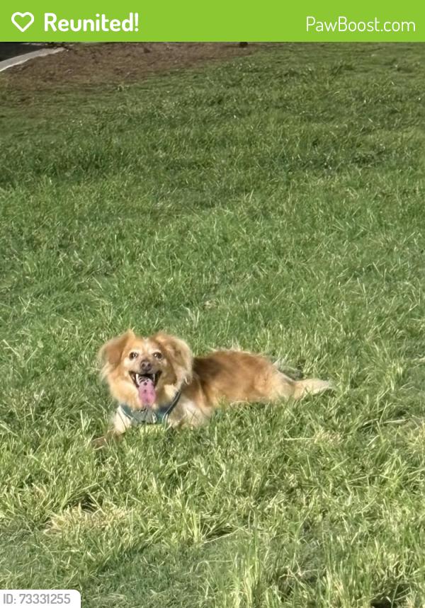 Reunited Male Dog last seen Lake mead and jones and, Las Vegas, NV 89108