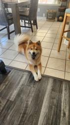 Found/Stray Female Dog last seen AROUND NORTH BEACH STREET AND NORTH TARRANT KELLER, Fort Worth, TX 76137