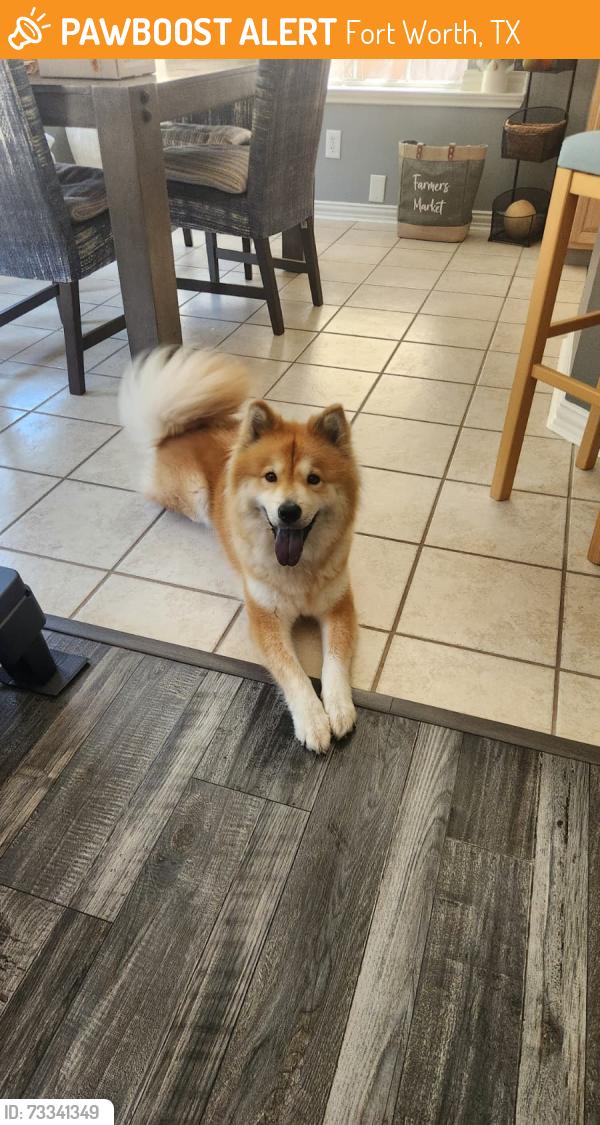 Found/Stray Female Dog last seen AROUND NORTH BEACH STREET AND NORTH TARRANT KELLER, Fort Worth, TX 76137
