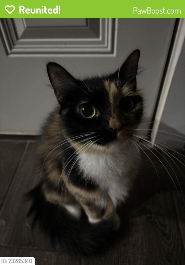 Reunited Male Cat last seen Near avery village, New Braunfels, TX 78130