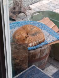 Lost Male Cat last seen Pacific Ave and 64th, Tacoma, WA 98408