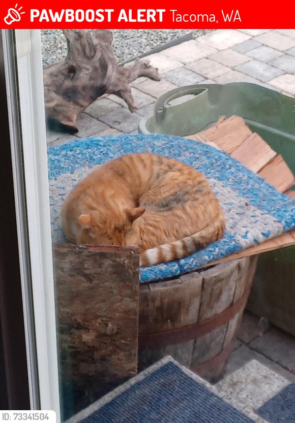 Lost Male Cat last seen Pacific Ave and 64th, Tacoma, WA 98408