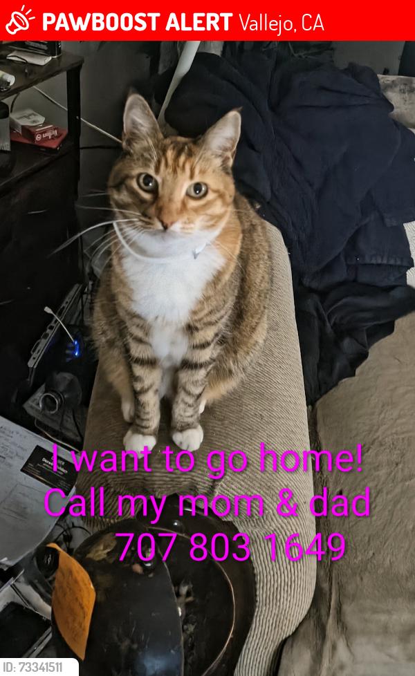 Lost Female Cat last seen Sutter, Vallejo, CA 94590
