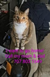 Lost Female Cat last seen Sutter, Vallejo, CA 94590