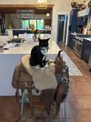 Lost Male Cat last seen Academy and stella, Corrales, NM 87048